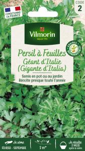 Persil Gigante d'Italie (Géant d'Italie)